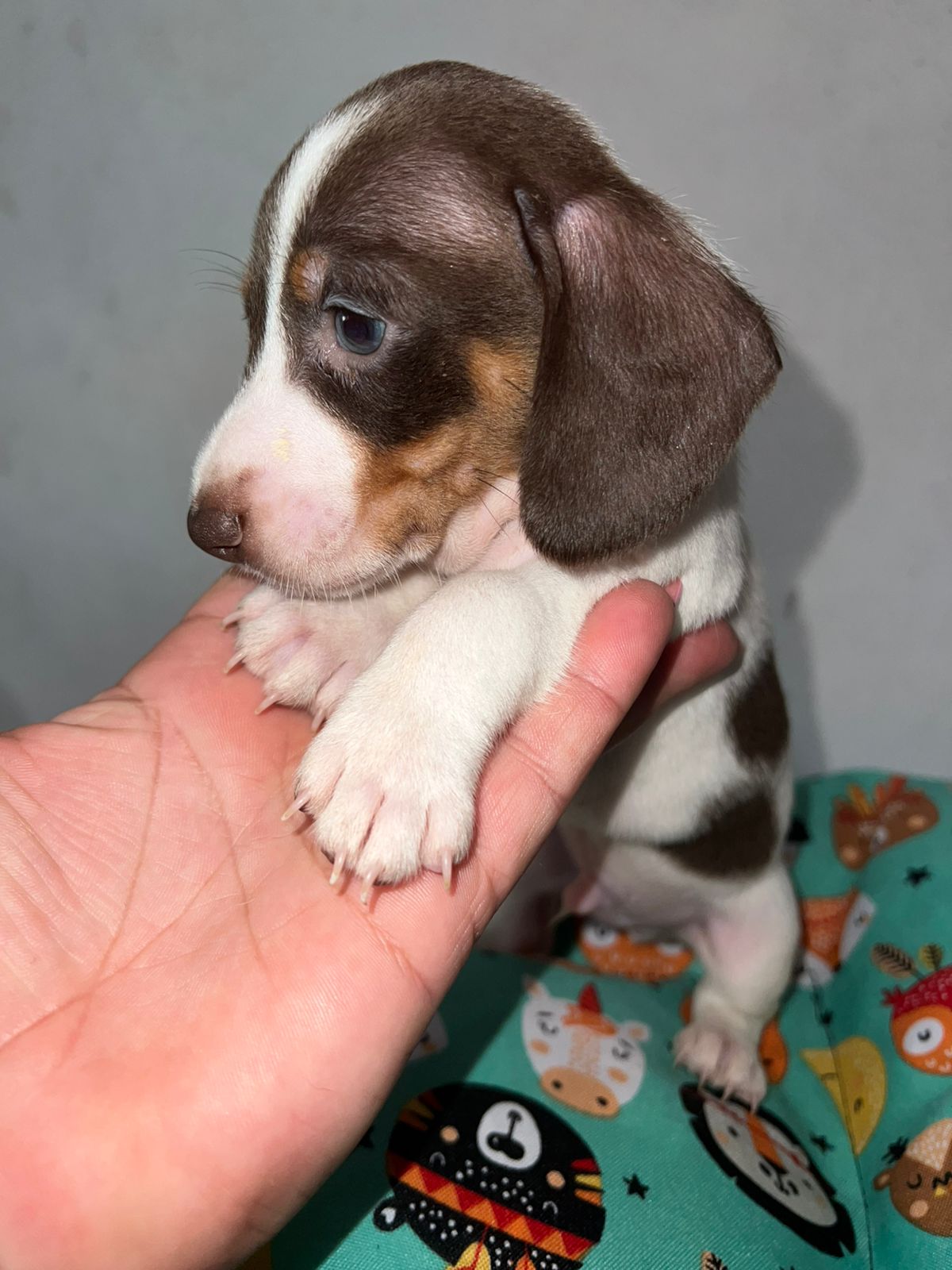 Piebald Chocolate
